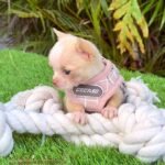 Teacup Chihuahua Tommy