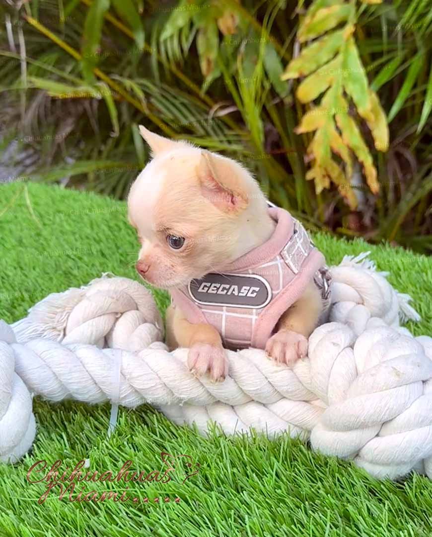 Teacup Chihuahua Tommy