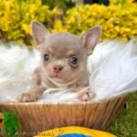 Teacup Chihuahua Tommy