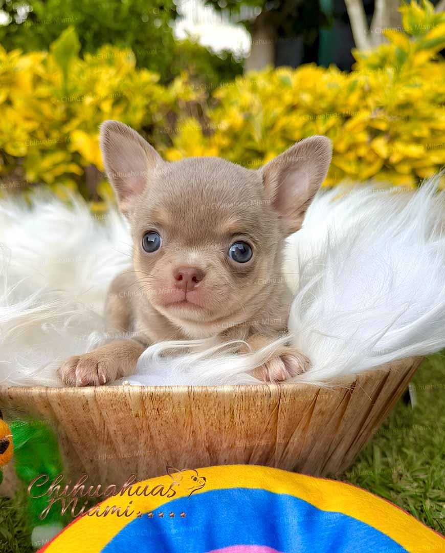 Teacup Chihuahua Tommy