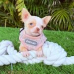Teacup Chihuahua Tommy
