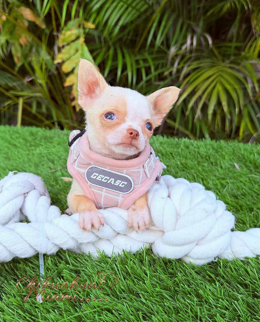 Teacup Chihuahua Tommy