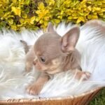 Teacup Chihuahua Tommy