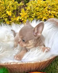 Teacup Chihuahua Tommy