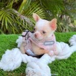 Teacup Chihuahua Tommy