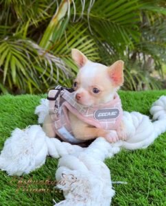 Teacup Chihuahua Tommy