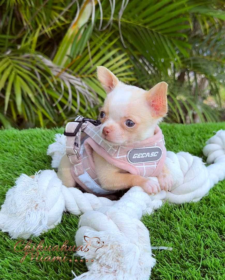 Teacup Chihuahua Tommy