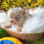 Teacup Chihuahua Tommy