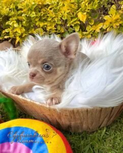 Teacup Chihuahua Tommy