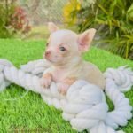 Teacup Chihuahua Tommy