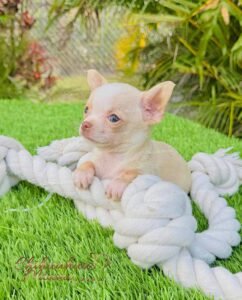 Teacup Chihuahua Tommy