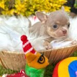 Teacup Chihuahua Tommy