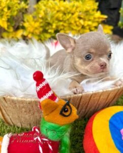 Teacup Chihuahua Tommy