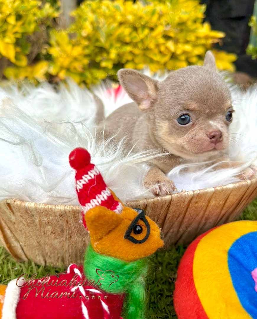 Teacup Chihuahua Tommy
