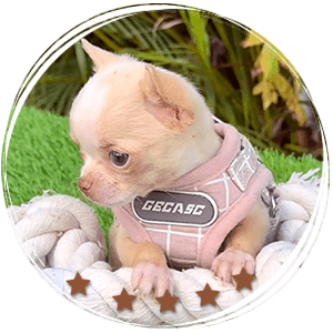 Teacup Chihuahua Tommy