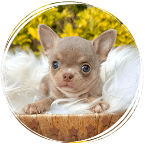 Teacup Chihuahua Tommy