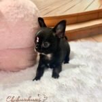 Teacup Chihuahua Topacio