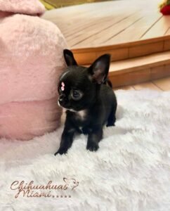 Teacup Chihuahua Topacio