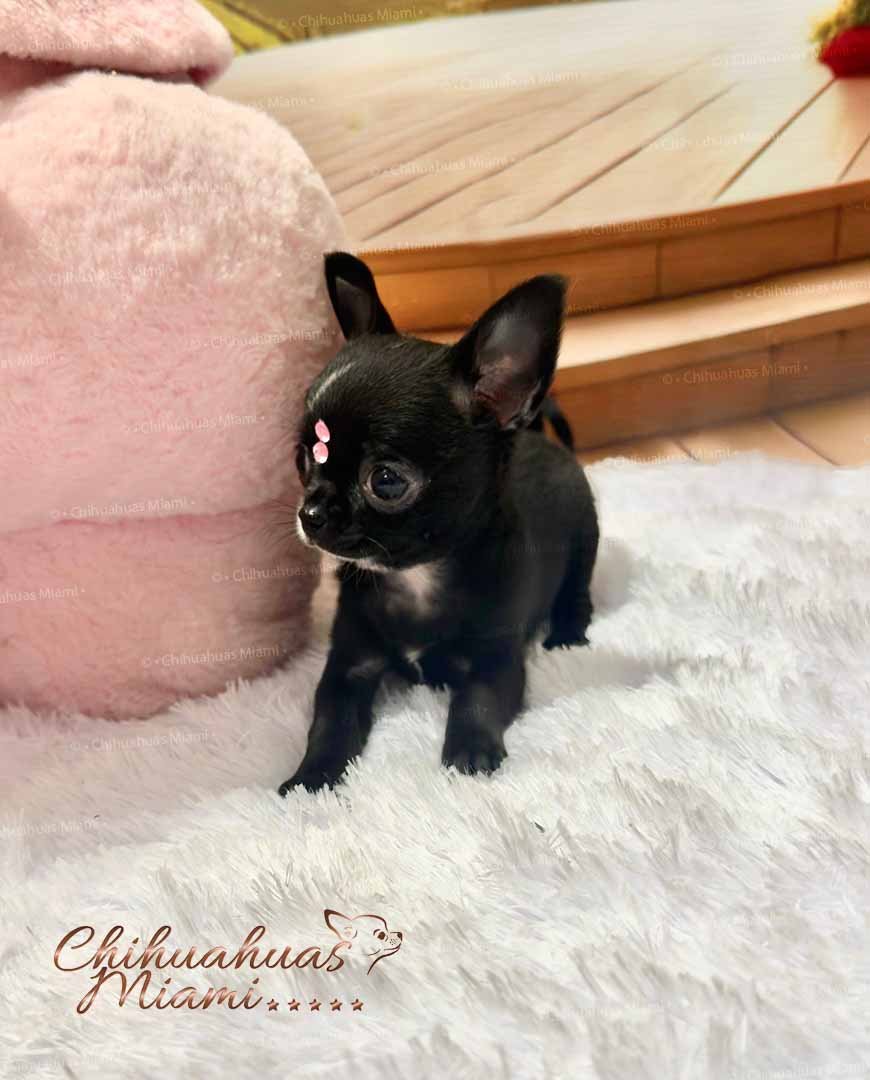 Teacup Chihuahua Topacio