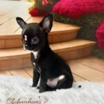 Teacup Chihuahua Topacio