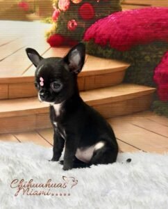 Teacup Chihuahua Topacio