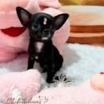 Teacup Chihuahua Topacio