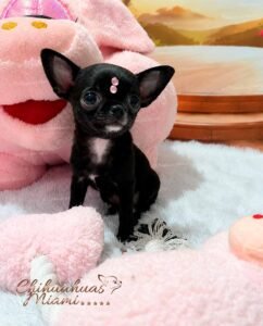 Teacup Chihuahua Topacio