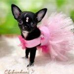 Teacup Chihuahua Topacio