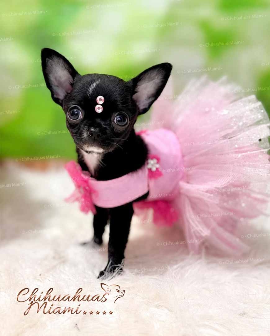 Teacup Chihuahua Topacio
