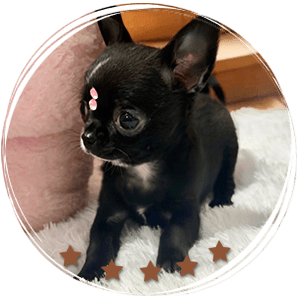 Tecup Chihuahua Topacio