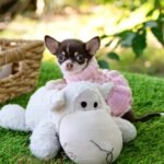 Teacup Chihuahua Trixie