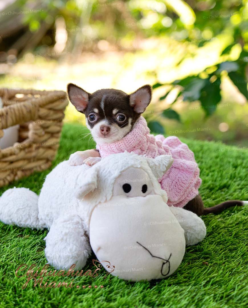 Teacup Chihuahua Trixie