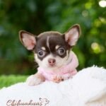 Teacup Chihuahua Trixie