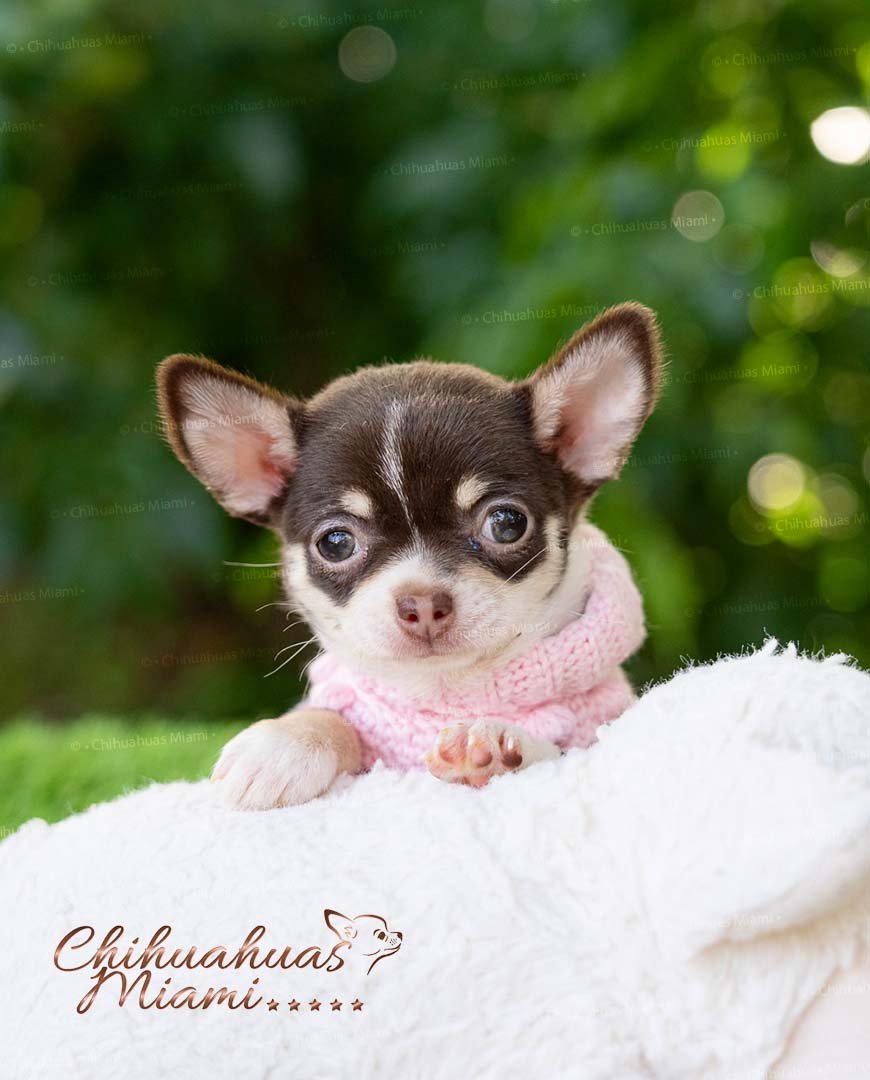 Teacup Chihuahua Trixie
