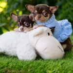 Teacup Chihuahua Trixie