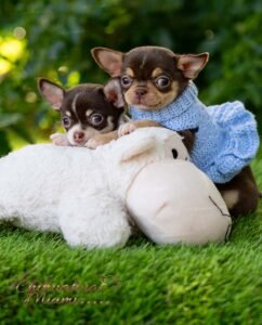 Teacup Chihuahua Trixie