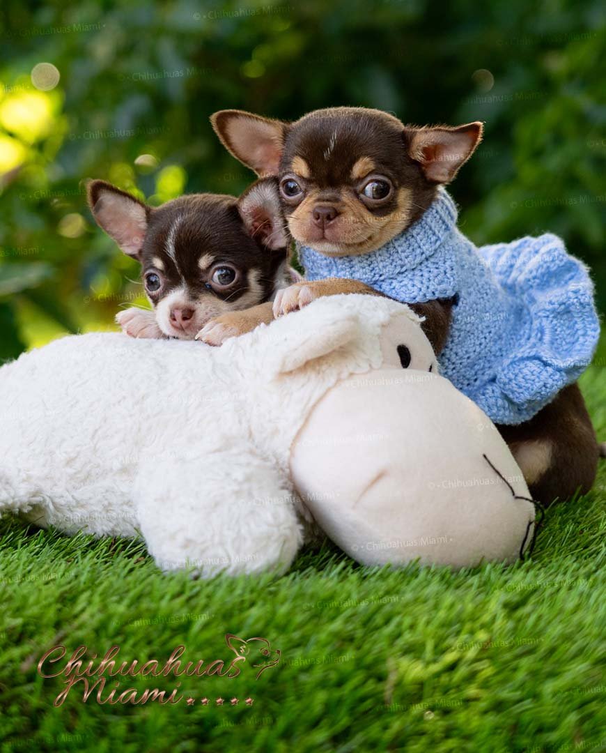 Teacup Chihuahua Trixie