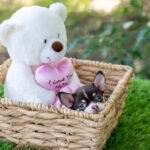 Teacup Chihuahua Trixie