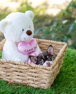 Teacup Chihuahua Trixie