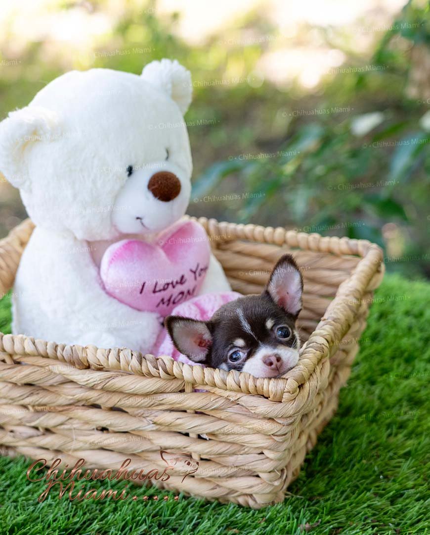 Teacup Chihuahua Trixie