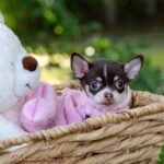 Teacup Chihuahua Trixie