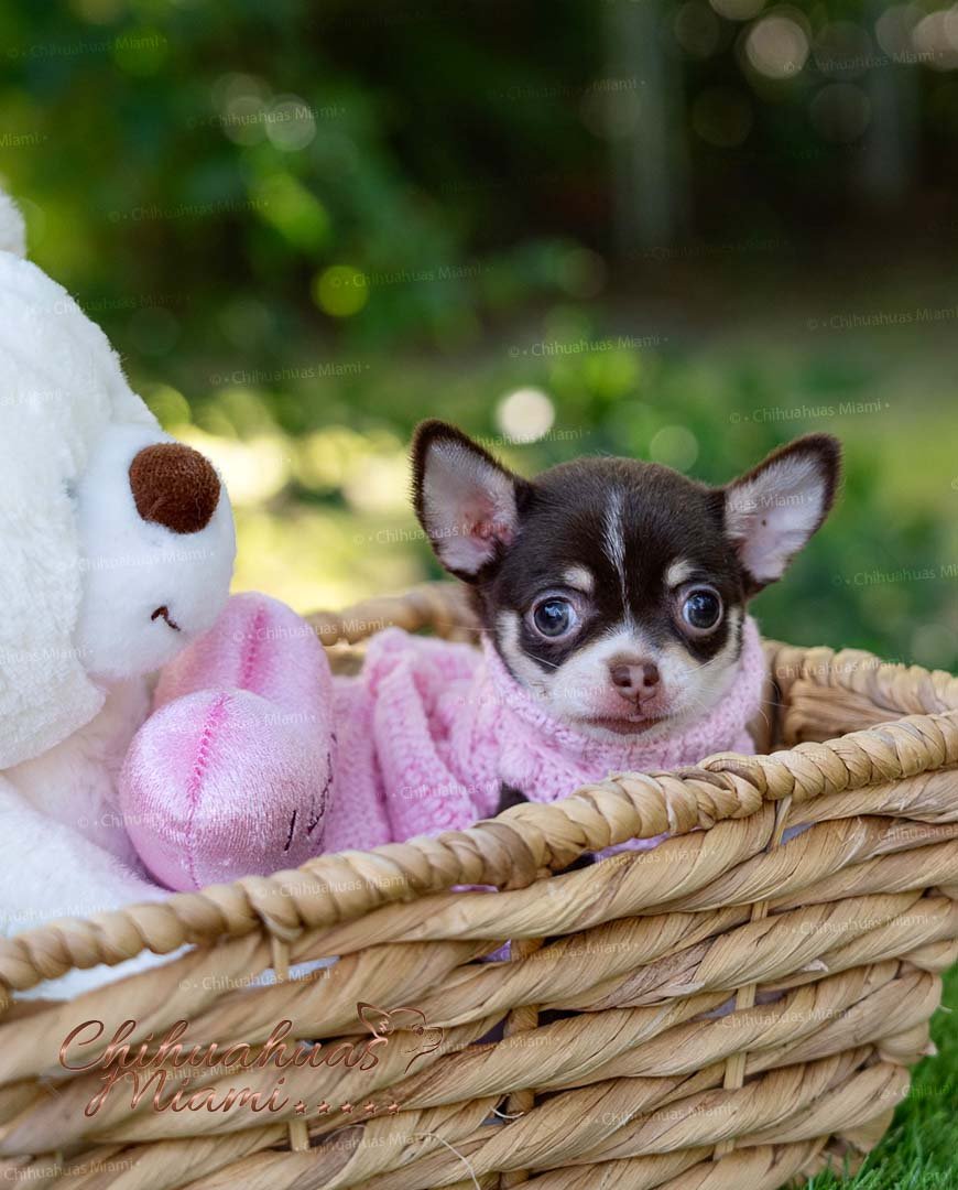 Teacup Chihuahua Trixie