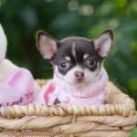 Teacup Chihuahua Trixie