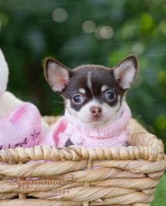 Teacup Chihuahua Trixie