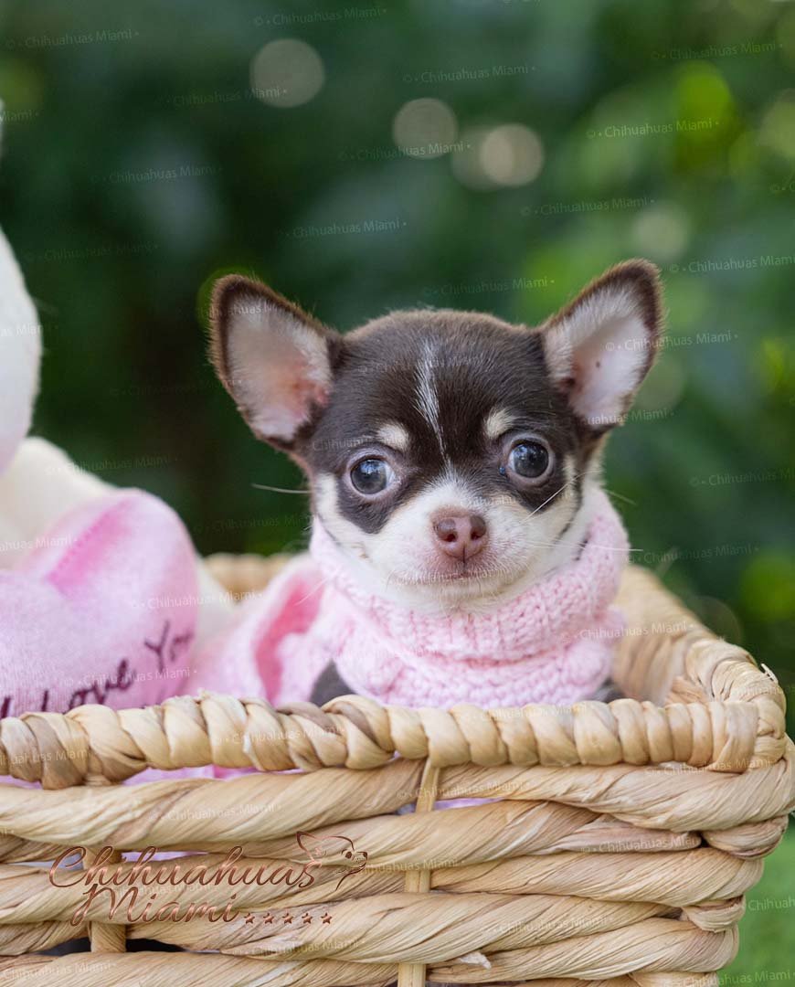 Teacup Chihuahua Trixie