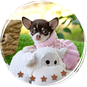 Teacup Chihuahua Trixie