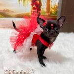 Teacup Chihuahua Trufa