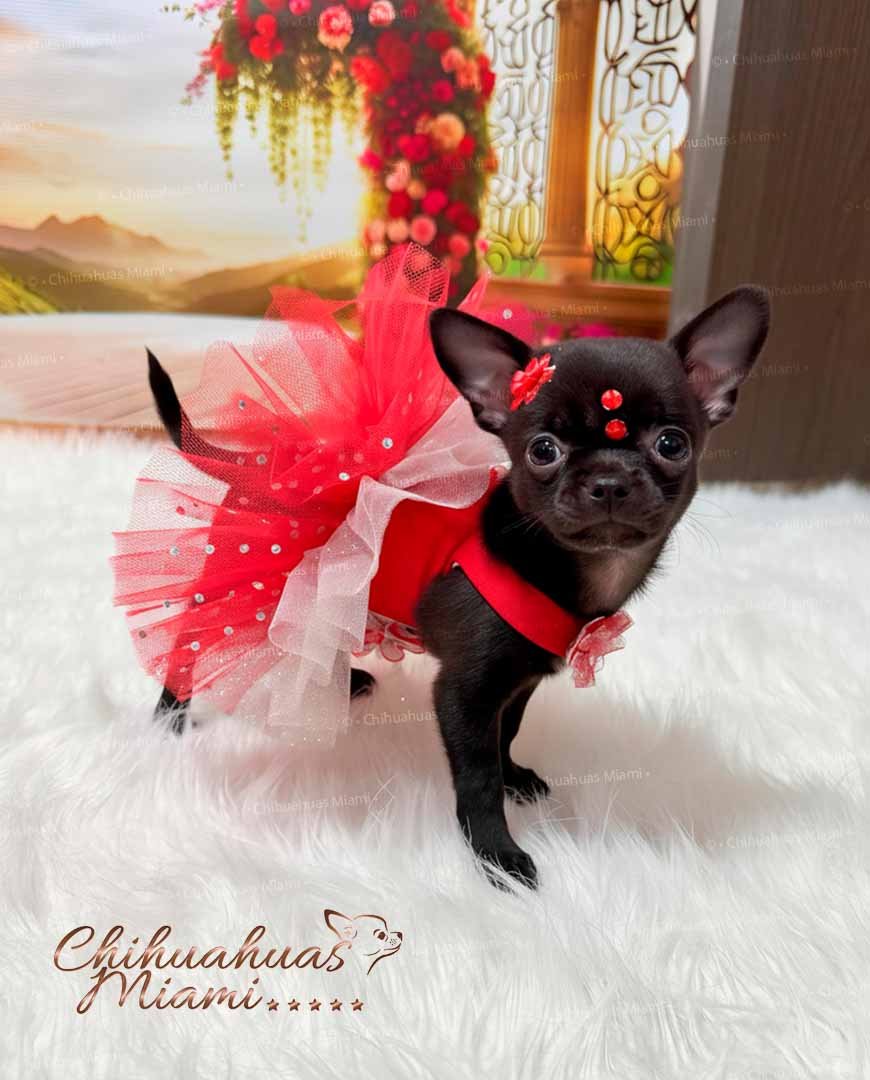 Teacup Chihuahua Trufa