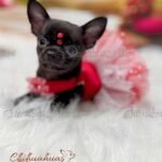 Teacup Chihuahua Trufa