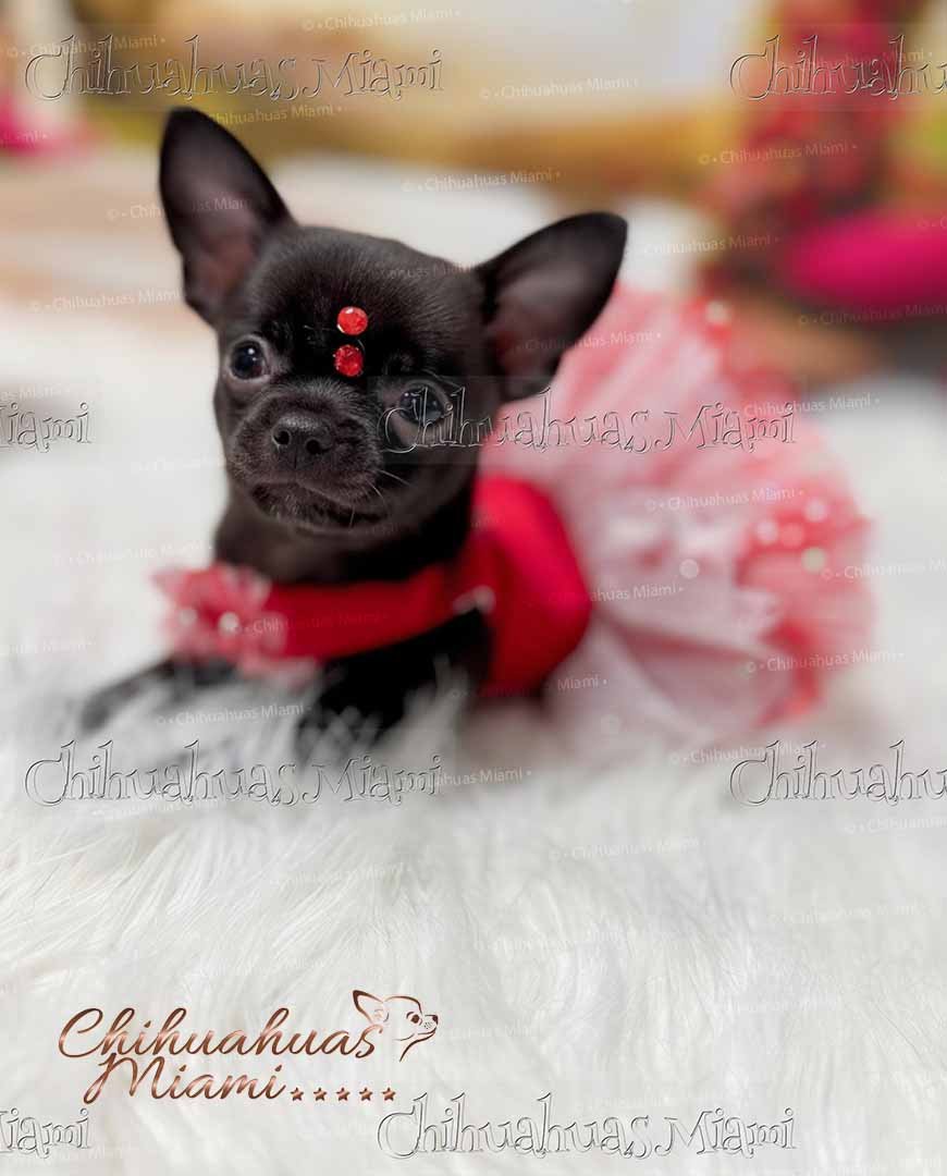 Teacup Chihuahua Trufa